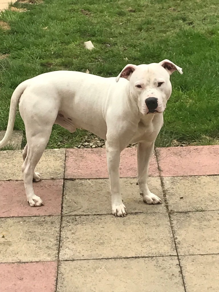 old southern bulldog